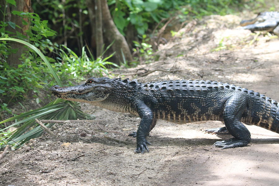 Alligator Walking Photograph by Donald Hazlett - Fine Art America