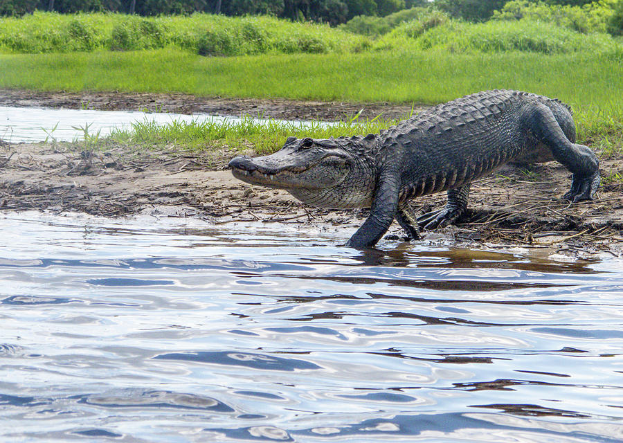 Alligator Walking  Photograph by Sally Weigand