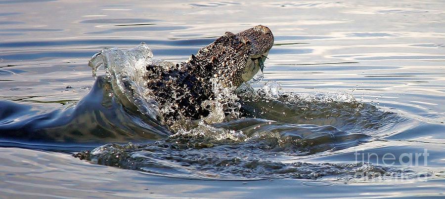Alligator Photograph - Alligator With A Crab On The Go by Paulette Thomas