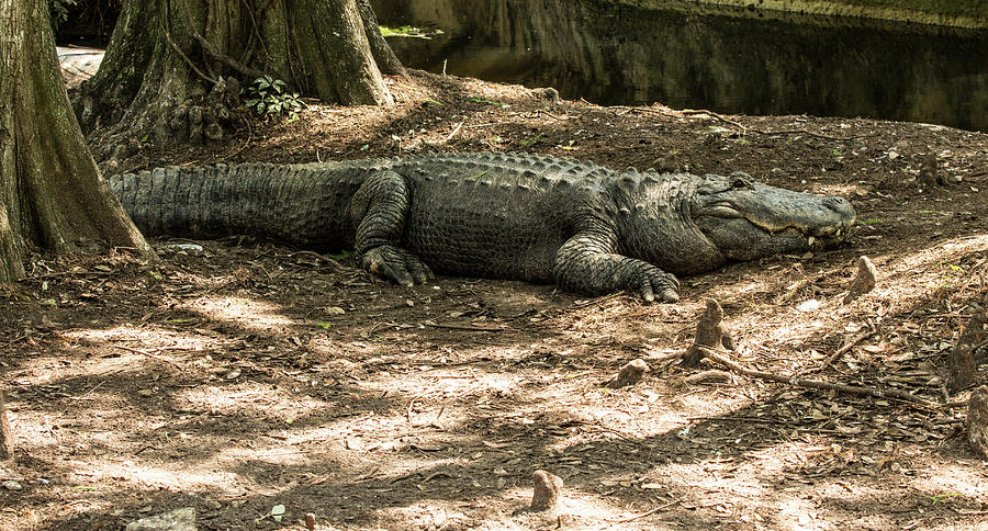 Alligator Lowry Park Zoo 2 Photograph by Richard Goldman