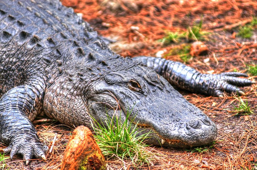 Alligator01 by Donald Williams Alligator01 by Donald Williams