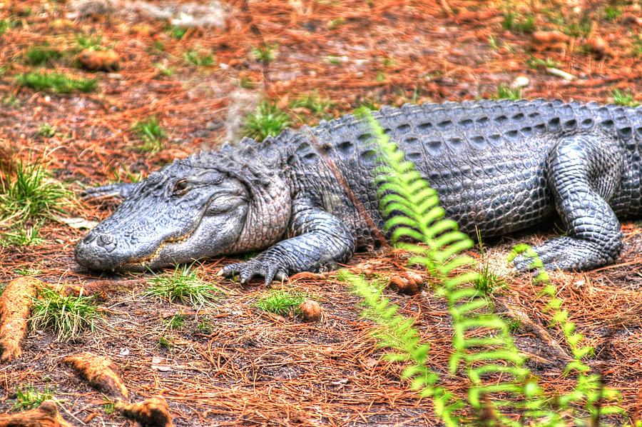 Alligator03 by Donald Williams Alligator03 by Donald Williams