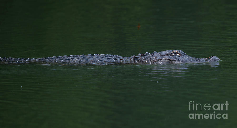 Alligatoridae Photograph