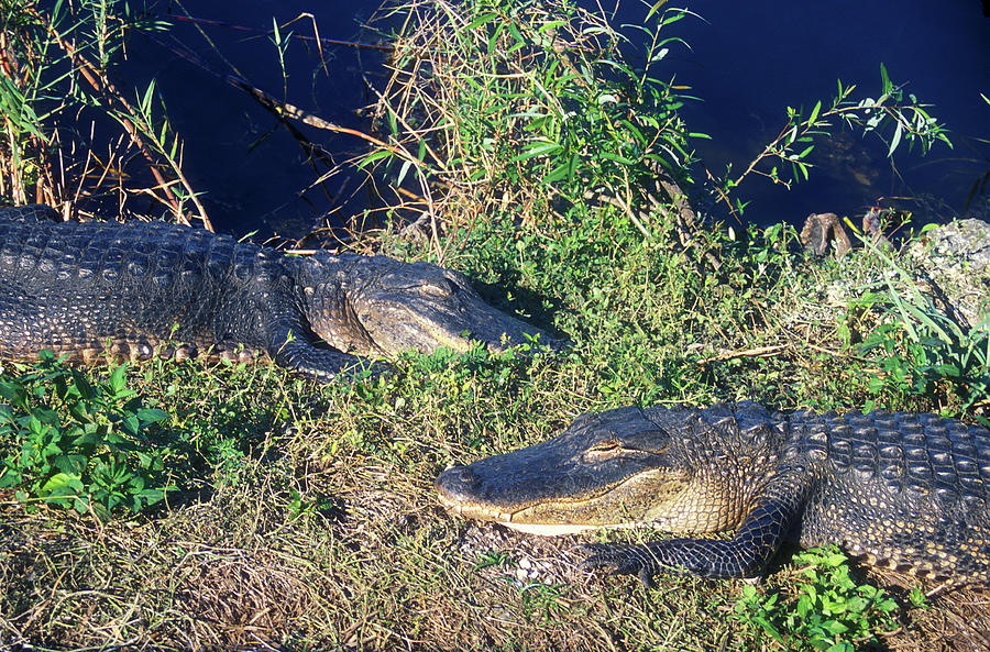 Alligators At East Photograph by John Burk