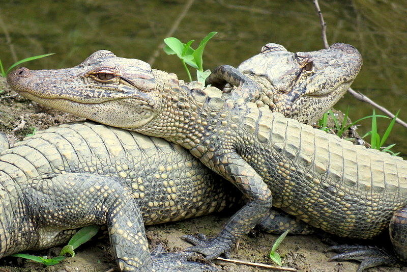 Alligators Photograph By Betty Berard Fine Art America