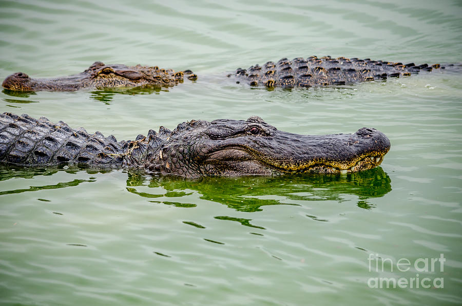 Alligators Photograph by Debra Martz