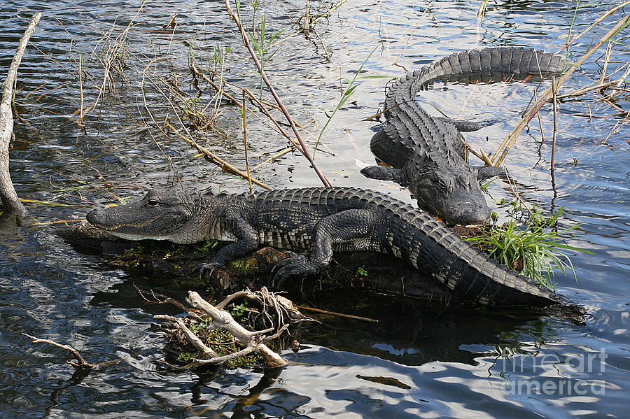 Alligators In An Everglades Swamp Photograph by Max Allen