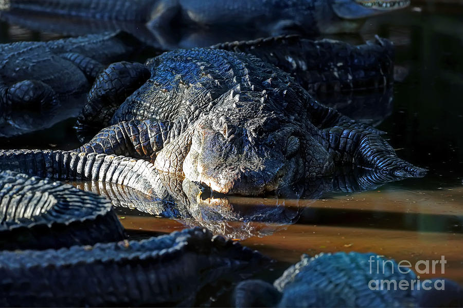 Nature Photograph - Alligators by Rick Mann