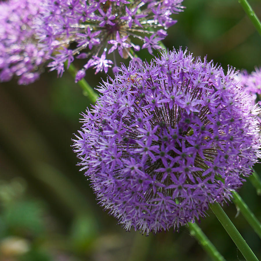 Allium 1 Photograph by Alan Pickersgill - Fine Art America