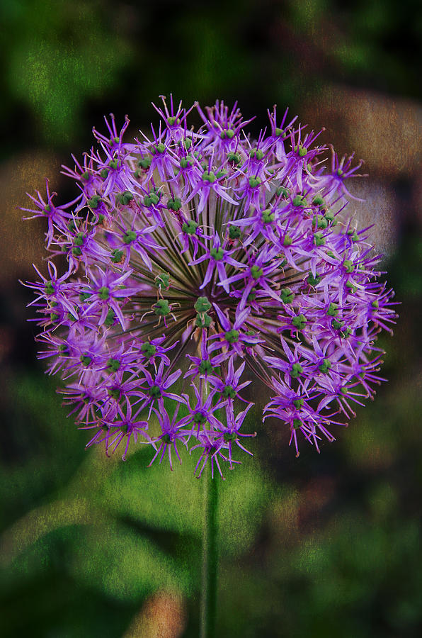 Allium    2 Photograph by Susan McMenamin
