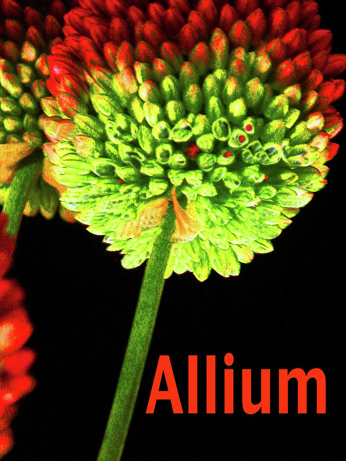 Allium 8 Photograph by Craig Perry-Ollila