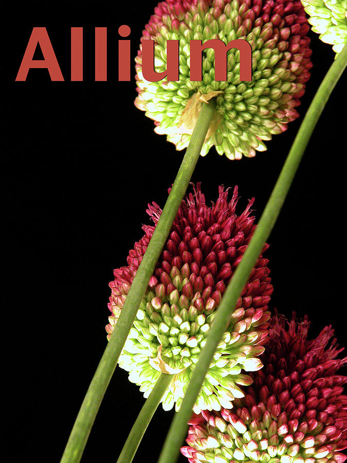 Allium 9 Photograph by Craig Perry-Ollila