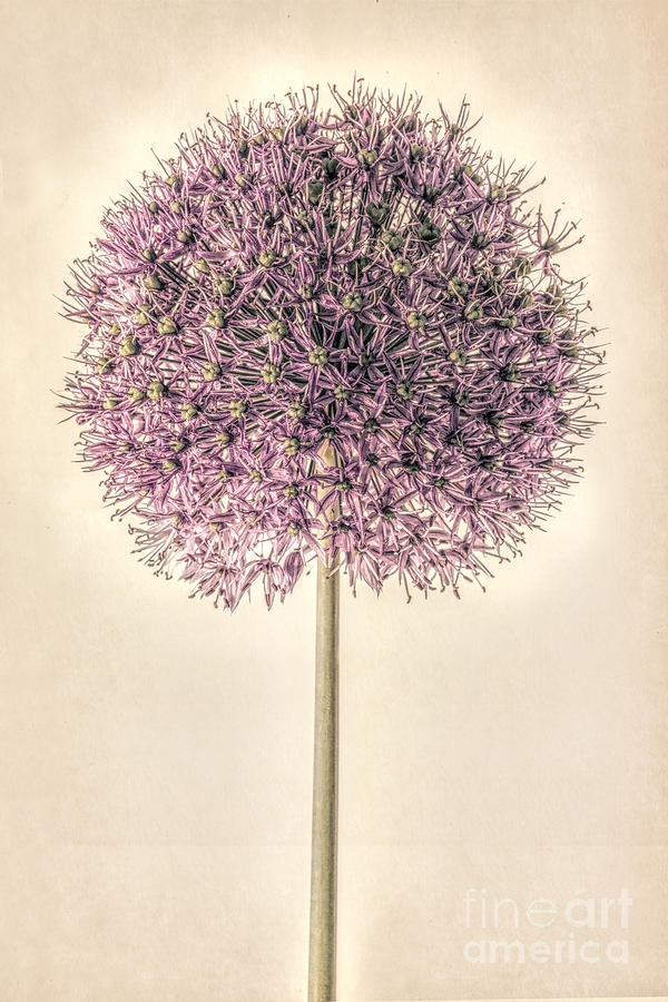 Nature Photograph - Allium Alone by John Edwards