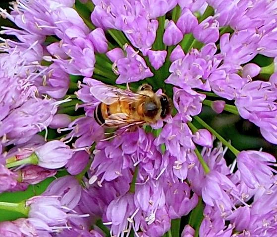Allium And Bee Photograph by Alida M Haslett