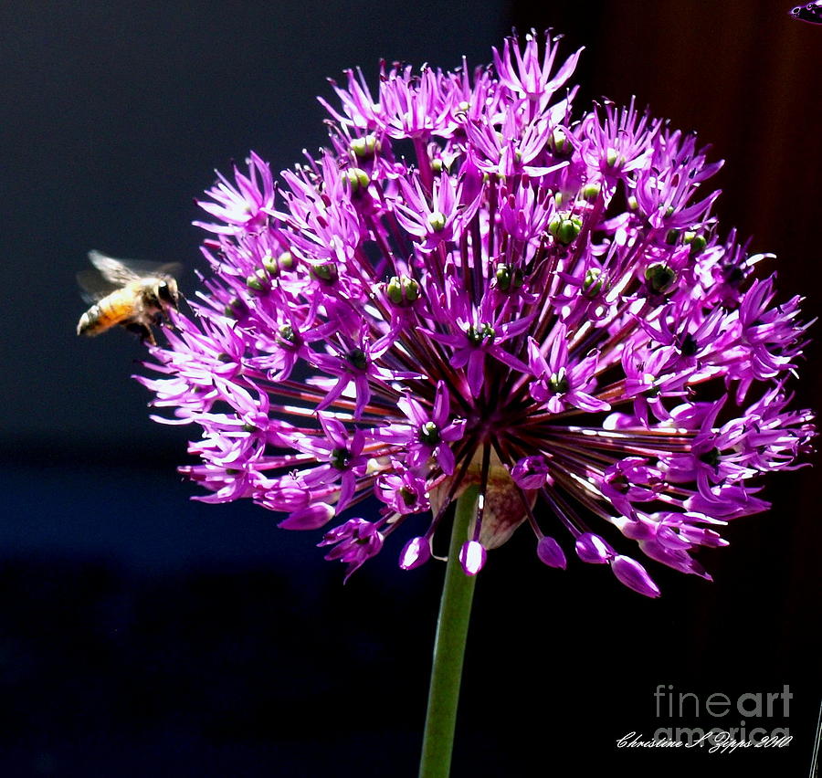 Allium and Bee III Photograph by Christine S Zipps - Pixels