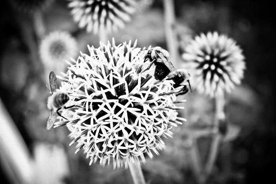 Black And White Photograph - Allium - Black and White by Colleen Kammerer