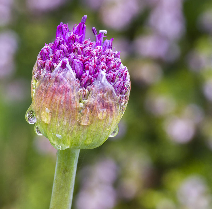 Allium Bud  Photograph by Diane Fifield