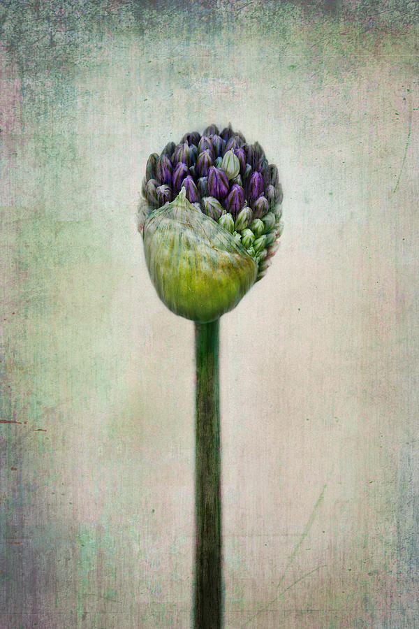 Flower Photograph - Allium Bud by Maggie Terlecki