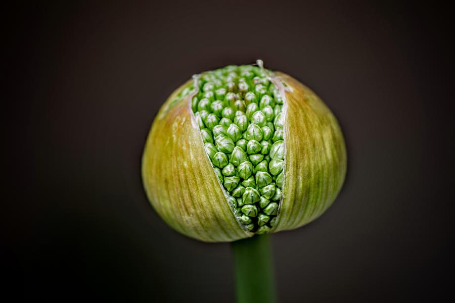Allium Bud Photograph by Michael Brungardt