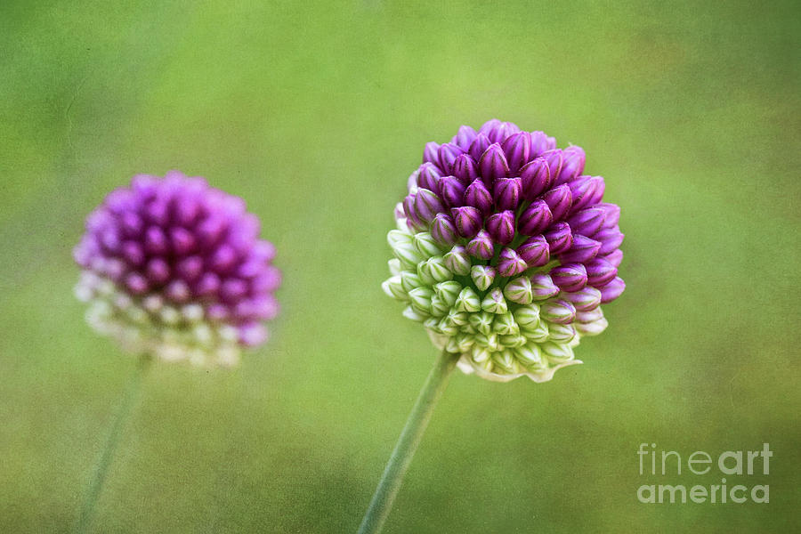Nature Digital Art - Allium Buds by Sharon McConnell