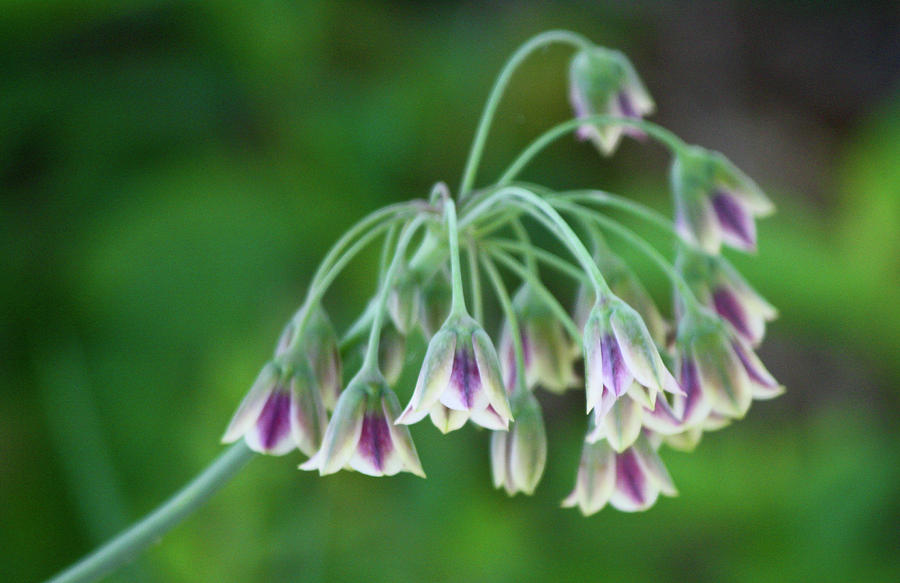 Allium Bulgaricum Photograph by Teresa Mucha - Fine Art America