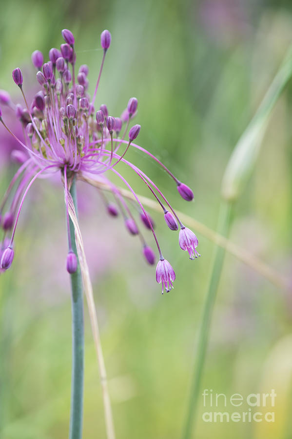Flower Photograph - Allium Carinatum Flower by Tim Gainey