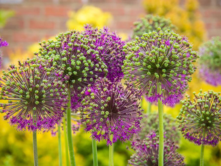 Allium Painting by Celestial Images | Fine Art America