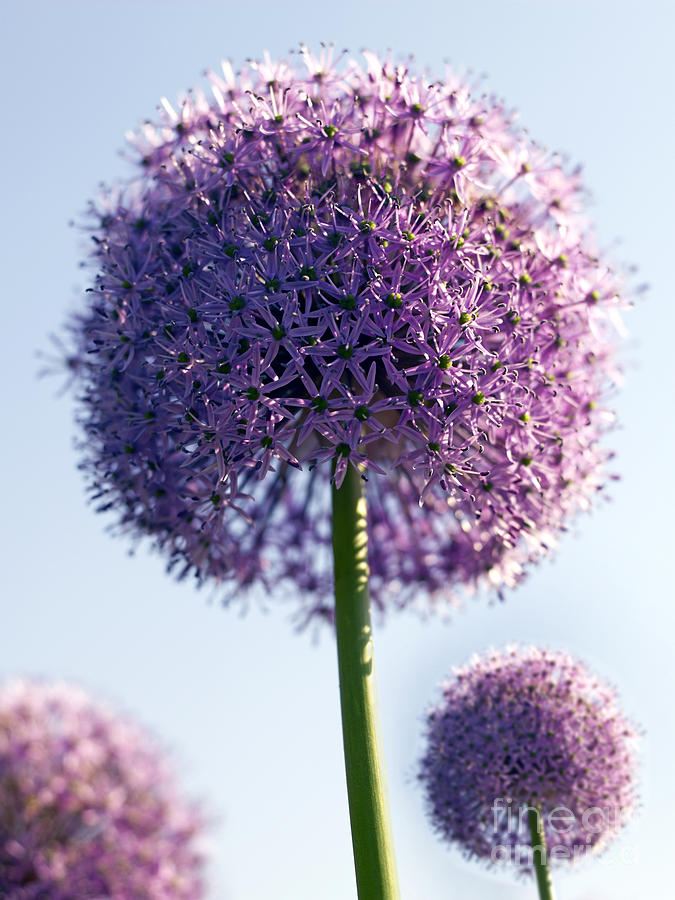 Up Movie Photograph - Allium Flower by Tony Cordoza