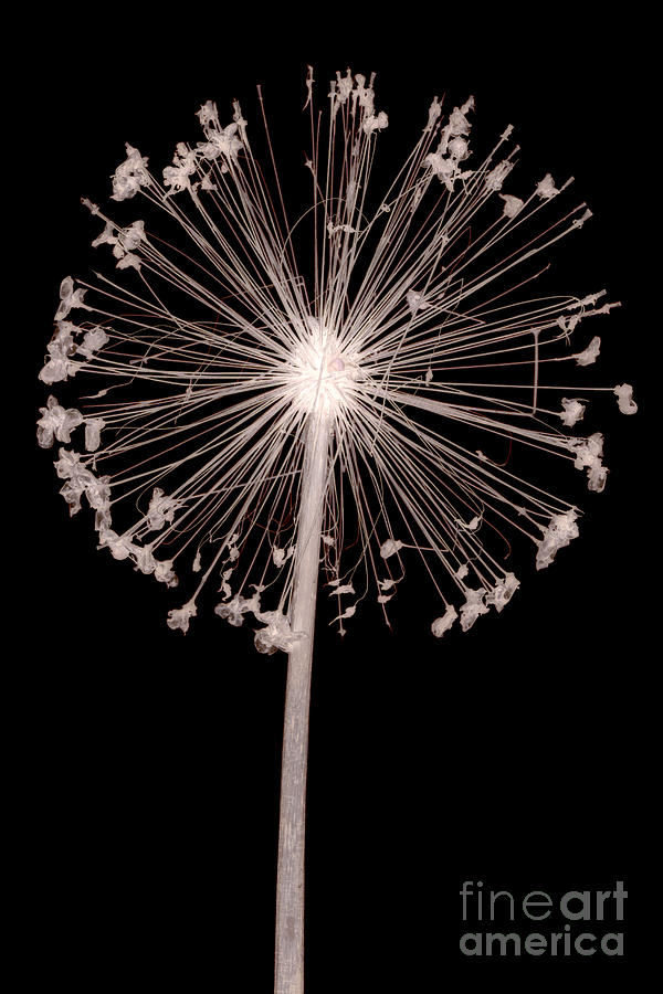 Allium flower Photograph by Clayton Bastiani