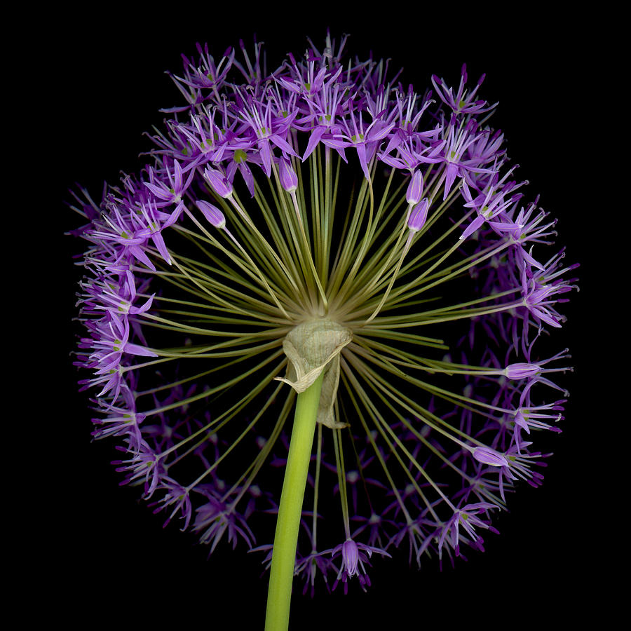 Allium Globe Photograph by Oscar Gutierrez