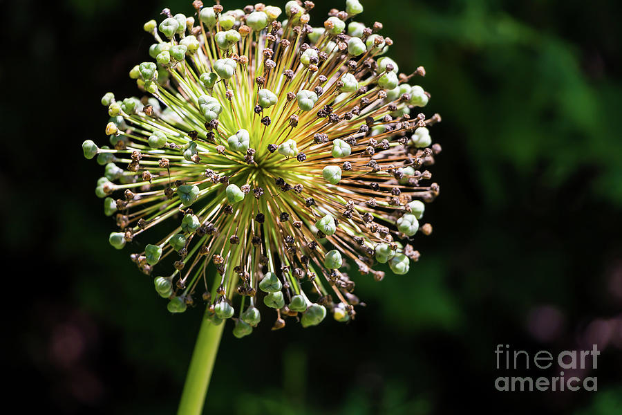 Allium Gone By Photograph