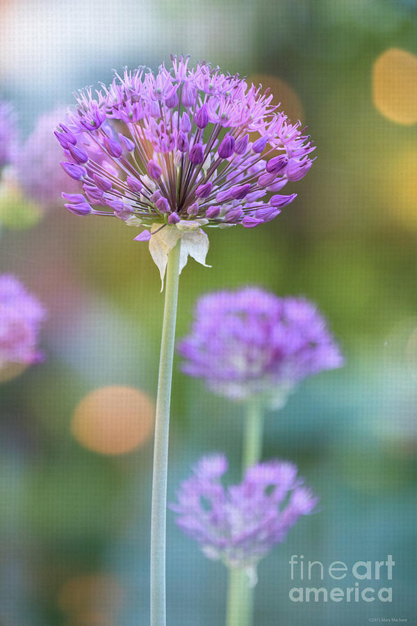 Summer Photograph - Allium - Happy in the Summer Sun by Mary Machare