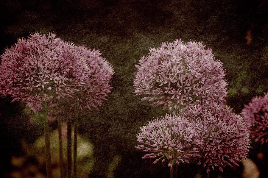 Allium Hollandicum Photograph