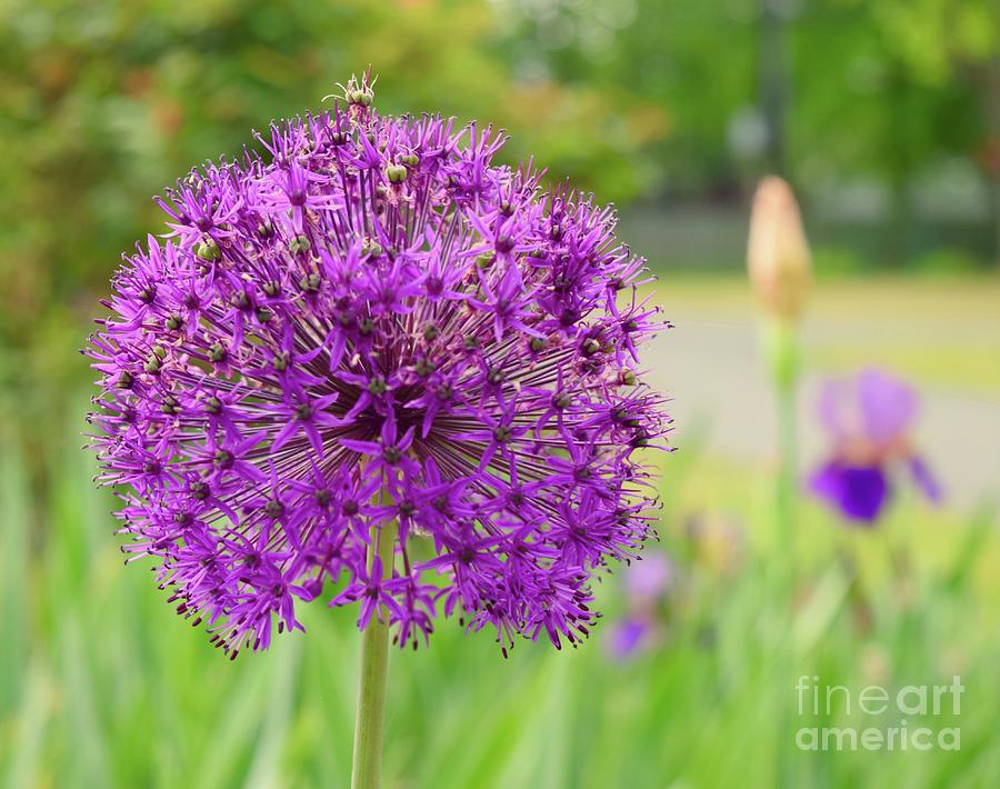 Allium In My Garden Photograph by Barrie Stark