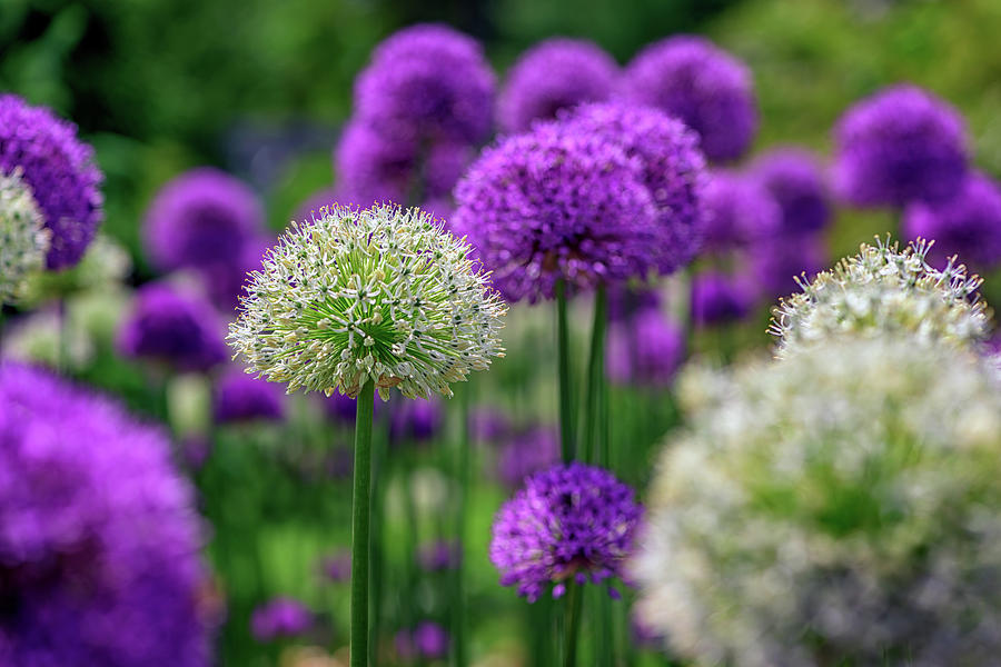 Onion Photograph - Allium in the Garden by Rick Berk