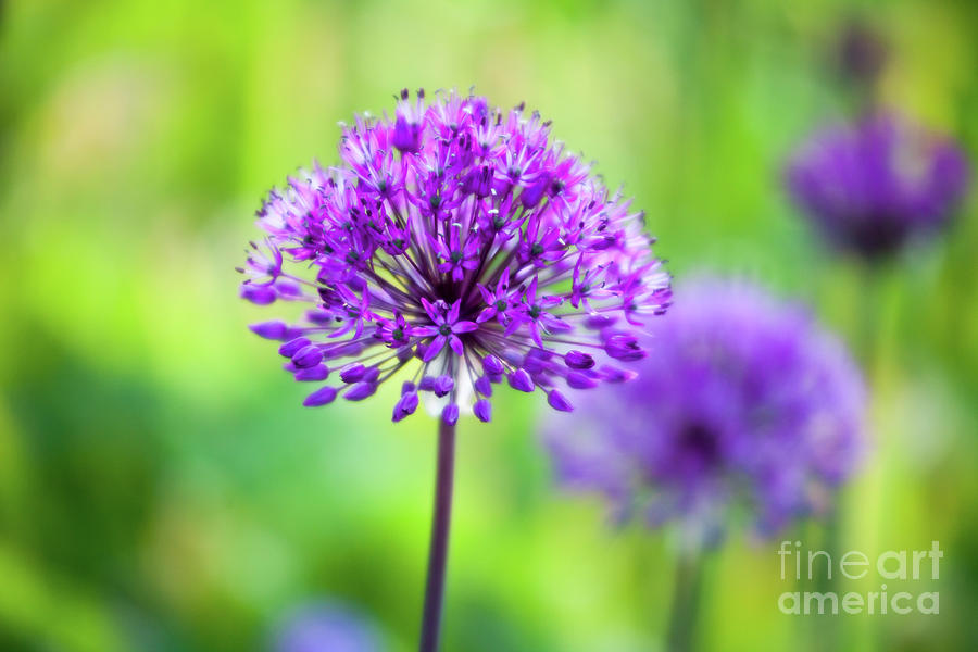 Allium Photograph by Kati Finell