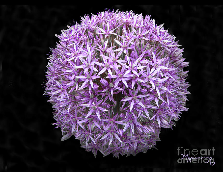 Allium Photograph by Mariarosa Rockefeller