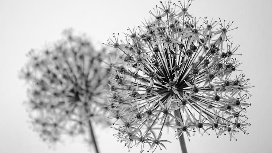 Allium Paired   Black and White Photograph by Susan McMenamin