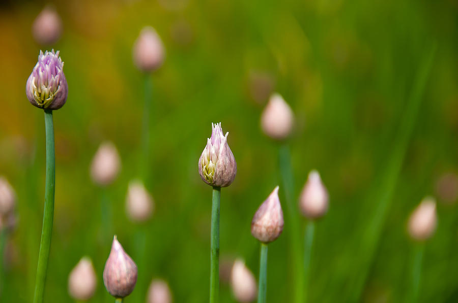 Allium Plants Photograph by Monte Stevens