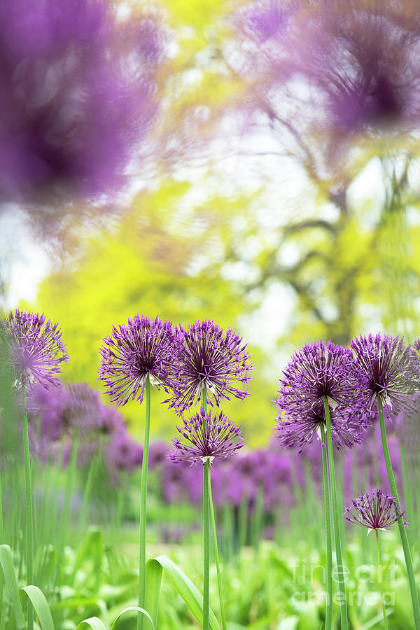 Allium Purple Rain Flowers in Spring Photograph by Tim Gainey