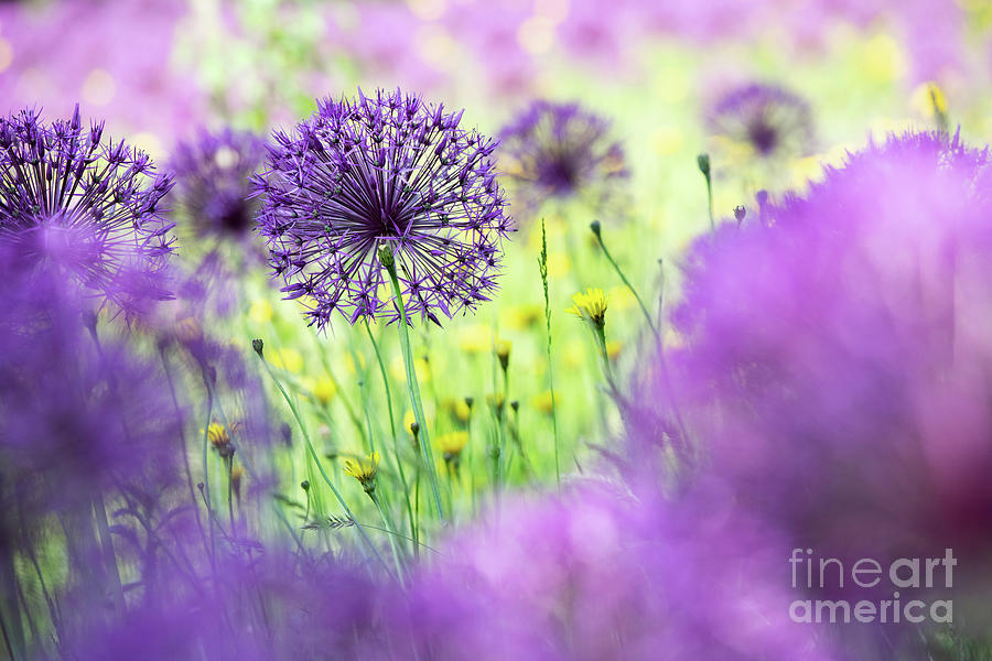 Allium Purple Rain Photograph by Tim Gainey