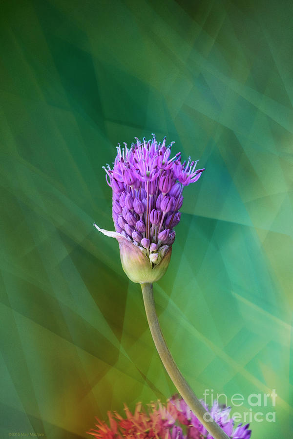 Spring Photograph - Allium - Ready to Burst by Mary Machare