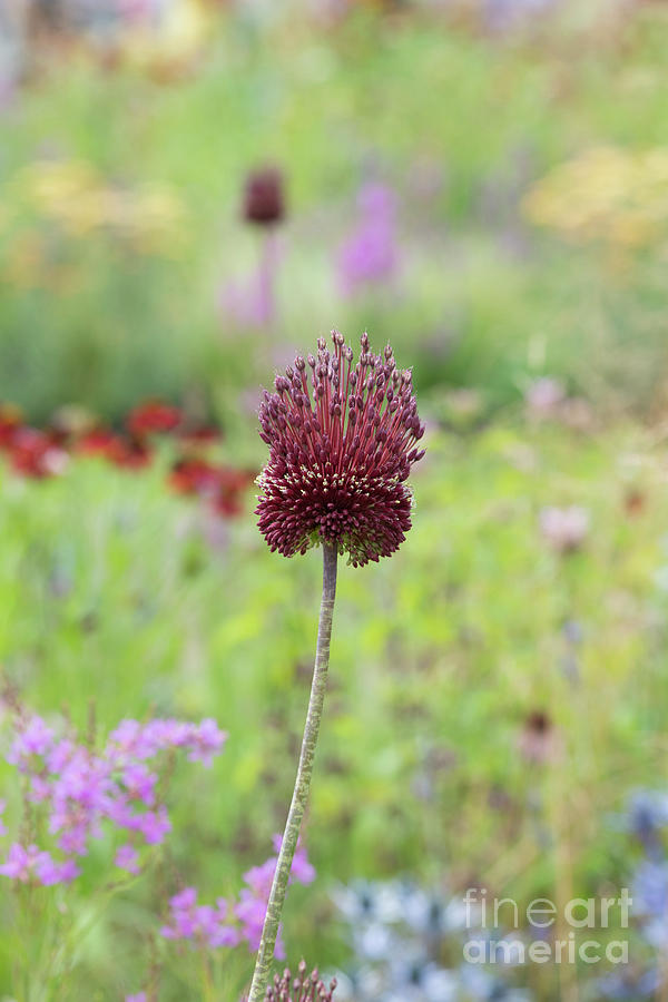Allium Red Mohican Photograph by Tim Gainey