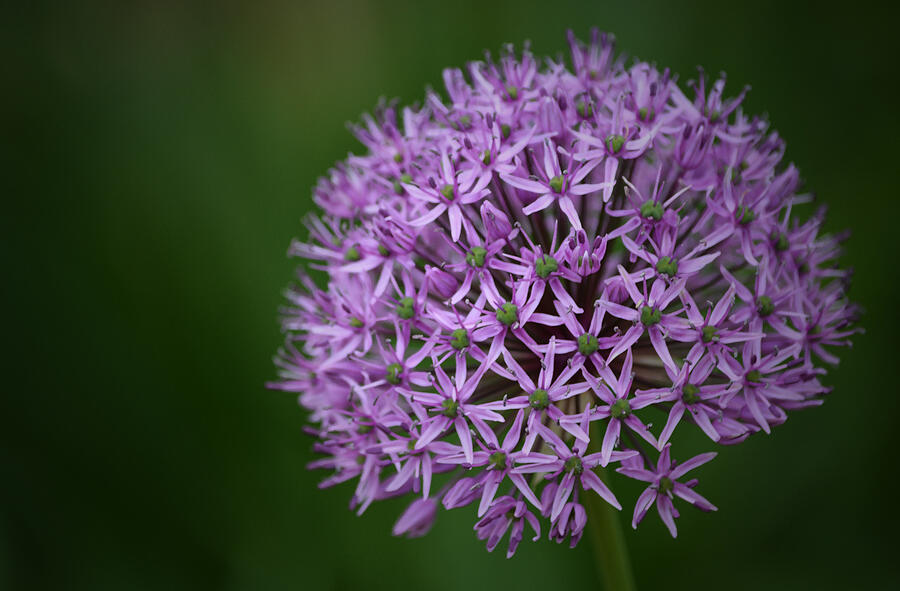 Spring Photograph - Allium by Richard Andrews