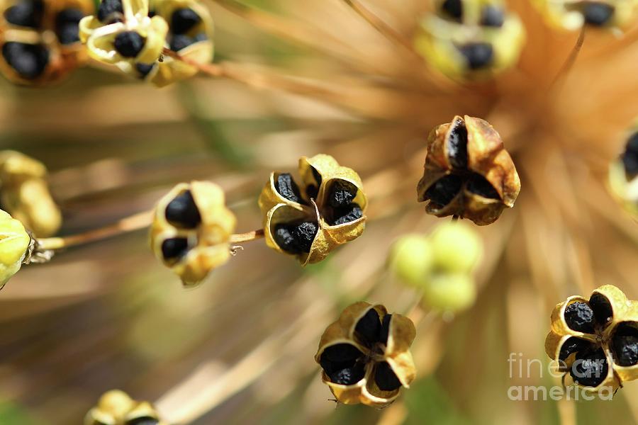 Allium Seed 1 Photograph by Jimmy Ostgard