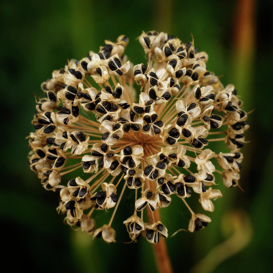 Allium Seed Pod Photograph by Inge Riis McDonald