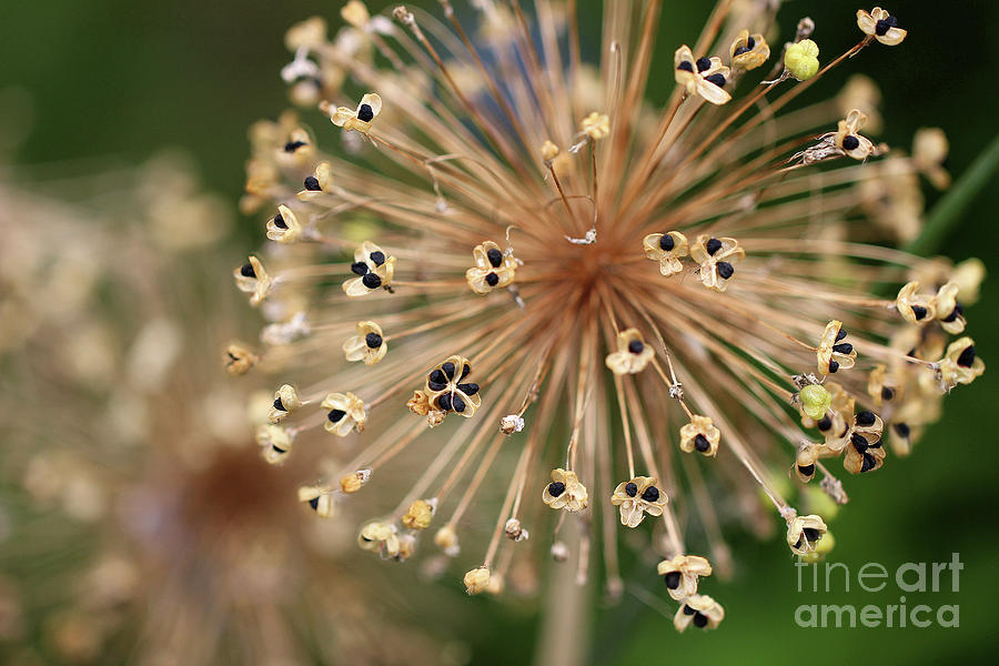 Allium Seeds Photograph by Karen Adams