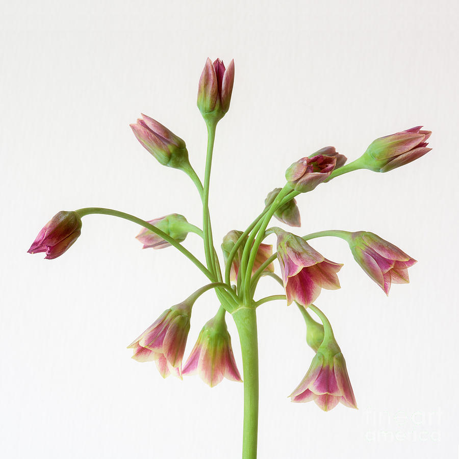 Summer Photograph - Allium siculum or Sicilian honey garlic by Janet Burdon