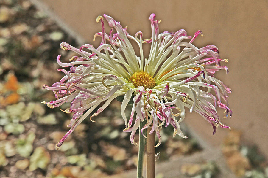Allium Sunburst Pink/Purple tips on White Petals Yellow Center 2 10232017 Colorado  Photograph by David Frederick