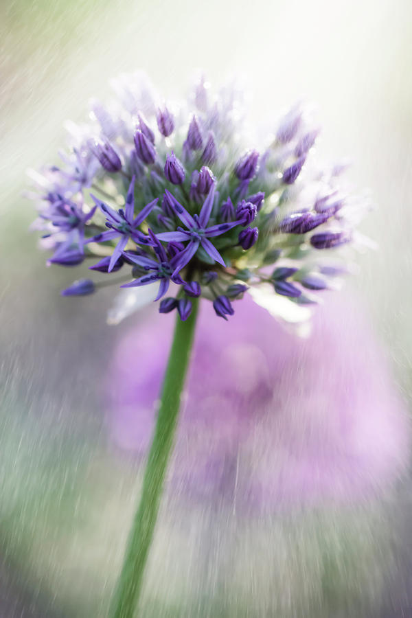 Allium  Photograph by Tracy Winter